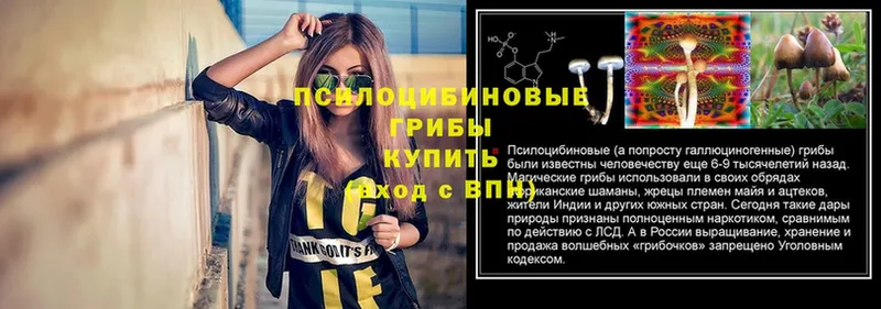 Псилоцибиновые грибы Psilocybine cubensis  Богородск 